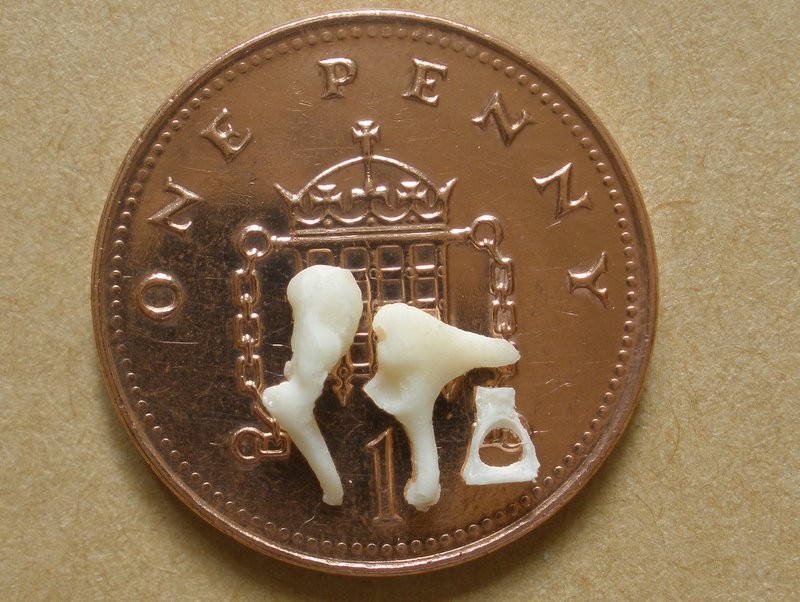 Bone 3, set of ossicles.